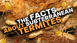 Subterranean Termites What You Need To Know [upl. by Pugh]