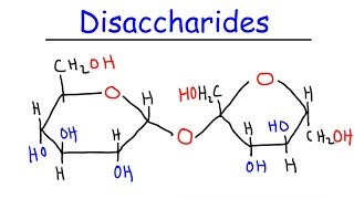 Disaccharides  Sucrose Maltose Lactose  Carbohydrates [upl. by Brunell587]