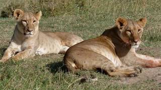 Rusizi National Park in Bujumbura‎ Burundi [upl. by Oakes]