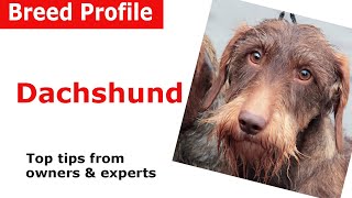 Dachshund Dog Breed Guide [upl. by Eentihw]