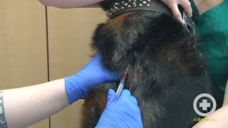 How to Do a Canine Jugular Venipuncture [upl. by Lala]