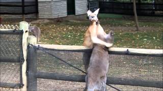 Wallaby vs Kangaroo at Grants Farm [upl. by Faline]