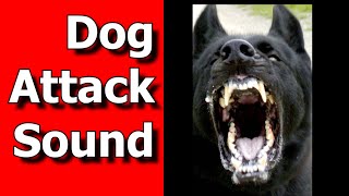 Dog Attack Sound Dog Snarl and BITE Sounds ANGRY DOG Sounds [upl. by Leddy925]