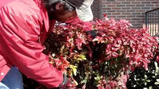 Pruning Nandinas with Hunter [upl. by Xever367]