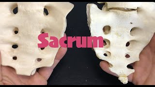 Sacrum [upl. by Llyrpa]