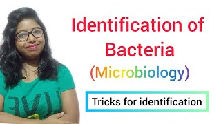 Identification of Bacteria MICROBIOLOGY [upl. by Enovi]