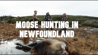 Moose Hunting in Newfoundland [upl. by Emoreg]