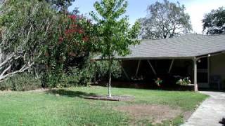 Growing Tree 5 year timelapse from my backyard [upl. by Ruffi]