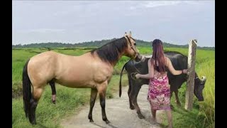 My sister training care her lovely horse in beginner 2021 [upl. by Ovida]