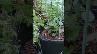 LITFM  Red Malabar Spinach [upl. by Miett]