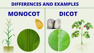 MONOCOT vs DICOT  Differences between Monocotyledon and Dicotyledon with Examples  Science Lesson [upl. by Bonne27]