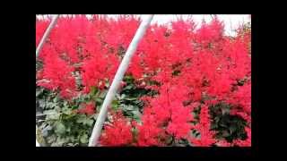 Best Perennials  Astilbe Spinell False Spirea [upl. by Shaffert]