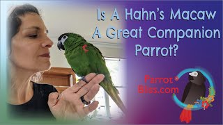 Hahns Macaw 3 Pros amp Cons  Are Hahnsmacaws Brilliant [upl. by Chuck247]