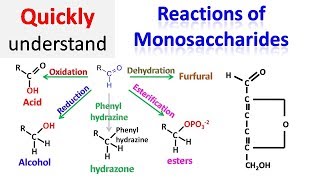 Reactions of monosaccharides [upl. by Mlehliw]