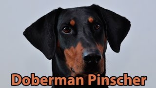 The Right Companion Doberman Pinscher [upl. by Yorgen997]