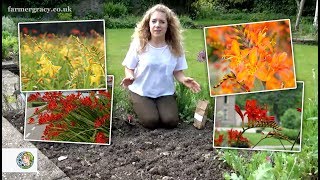 How to plant Crocosmia corms Montbretia  FarmerGracycouk [upl. by Johns]