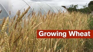 Growing Wheat For The First Time [upl. by Lantha]