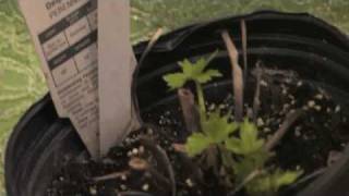 Flower Gardening Tips  How to Grow Delphinium [upl. by Yecak]