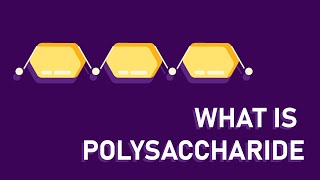 What are polysaccharides [upl. by Jemena282]