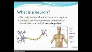 What is a Neuron [upl. by Ahso]