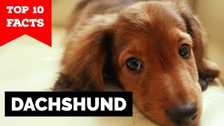 Dachshund  Top 10 Facts [upl. by Polad]