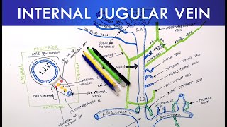 Internal Jugular Vein  Anatomy Tutorial [upl. by Ecitsuj]