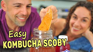 Making a Kombucha Scoby from Scratch SPOILER Its super easy [upl. by Reggis]