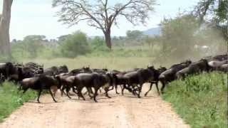 Wildebeest stampede in the Serengeti [upl. by Margalo]