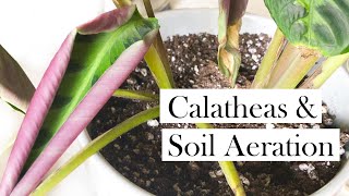 Calatheas amp Soil Aeration [upl. by Allanson]