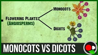 Monocots vs Dicots Explained [upl. by Tisbee]