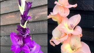 How To Lift and Store Gladioli Corms  Bulbs Storing Gladioli Over Winter [upl. by Ahsuoj]