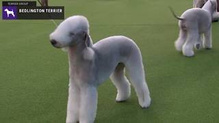 Bedlington Terriers  Breed Judging 2020 [upl. by Nelav448]