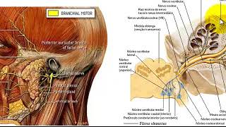 VÍDEO AULA DE NERVO FACIAL [upl. by Ardnohs]