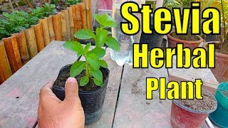 Stevia Plant for Diabetes  A Herbal Plant  Part1 [upl. by Farrish]