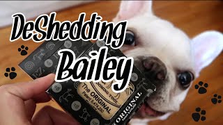 HOW TO DESHED A FRENCH BULLDOG  BAILYBEARNYC [upl. by Notxed]