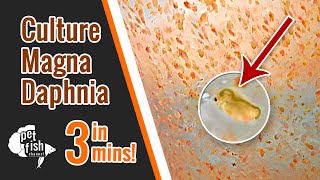 How to culture DAPHNIA MAGNA  The easy way [upl. by Genvieve]