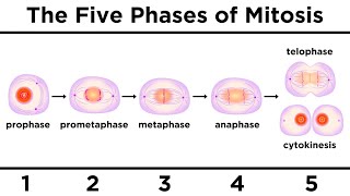 Mitosis How One Cell Becomes Two [upl. by Erhart]