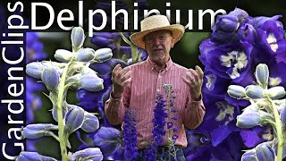 Delphinium  Larkspur  Growing Delphinium [upl. by Tengler]