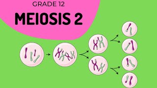 Meiosis 2  Formation of gametes [upl. by Henigman106]