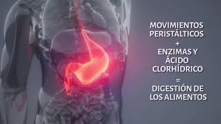 Funcionamiento del aparato digestivo [upl. by Herb]