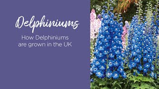 How Delphiniums are grown in the UK [upl. by Aniez106]