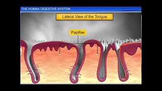 CBSE Class 11 Biology  The Human Digestive System [upl. by Robinetta]