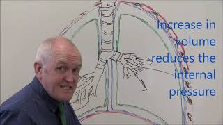 Respiratory System 3 Pleural membranes [upl. by Verdi]