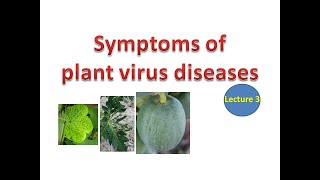 Symptoms of plant virus diseases [upl. by Auqinimod]