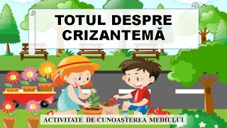 Cunoasterea mediului  Crizantema flori de toamna [upl. by Sutphin180]