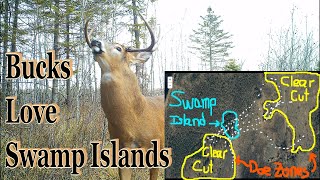 Hunting Swamp Islands Strategy [upl. by Semaj]