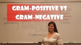 Gram Positive and Gram Negative Bacteria [upl. by Annahavas701]