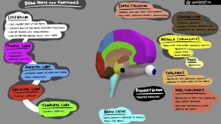 Brain Structure and Function  3D Animation [upl. by Letnuahc]