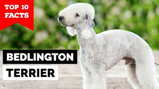 Bedlington Terrier  Top 10 Facts [upl. by Sabba]