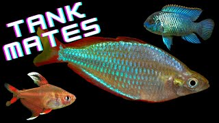 Top 10 Dwarf Neon Rainbowfish Tank Mates  AKA Praecox Rainbowfish [upl. by Terriss]